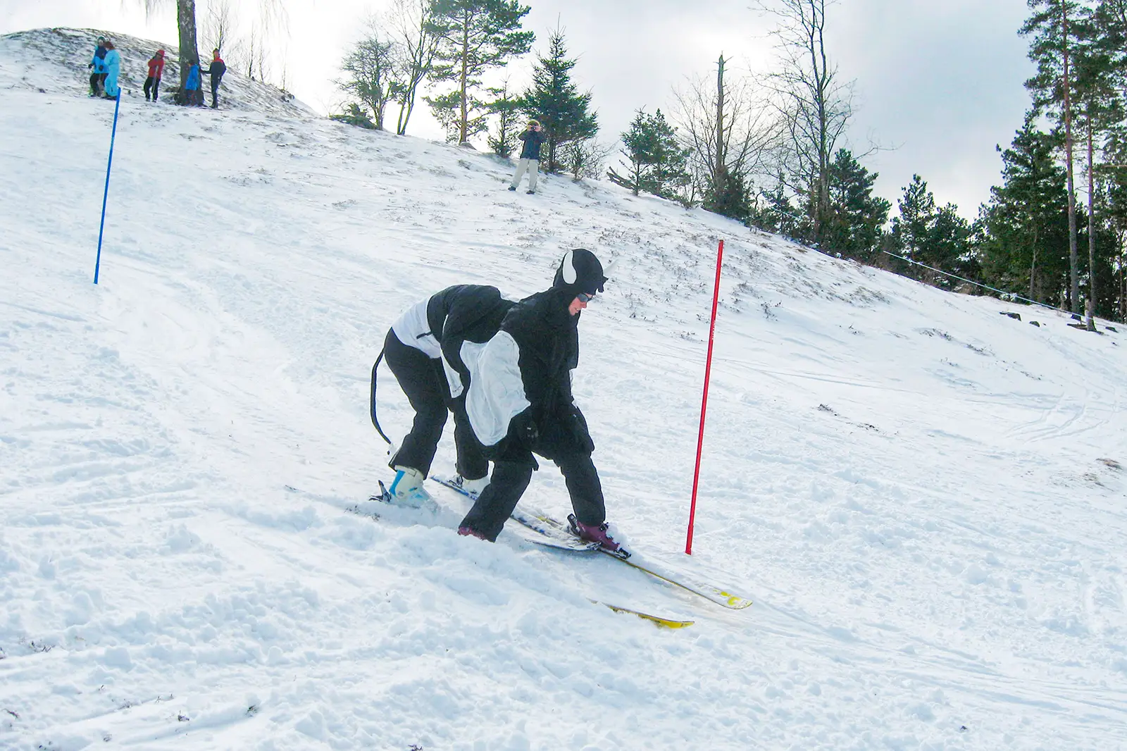 Två skidåkare utklädda till en ko tävlar i slalom och plogar sig runt en röd käpp.